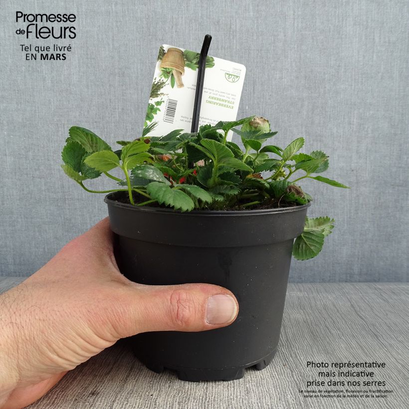 Fresa Temptation (plantas) Maceta 1,5L/2L Ejemplar entregado en invierno