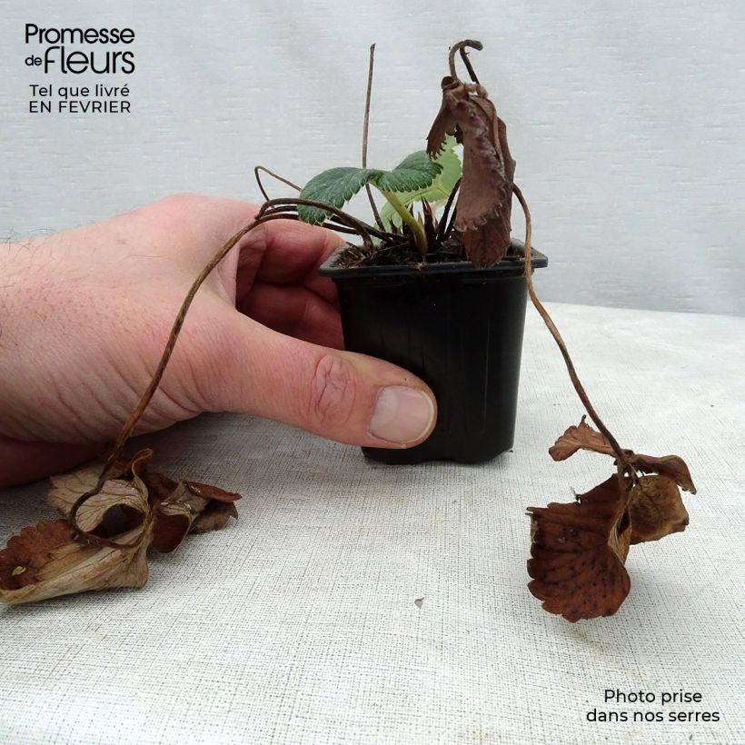 Fresa White Pineberry Maceta de 8/9 cm Ejemplar entregado en invierno