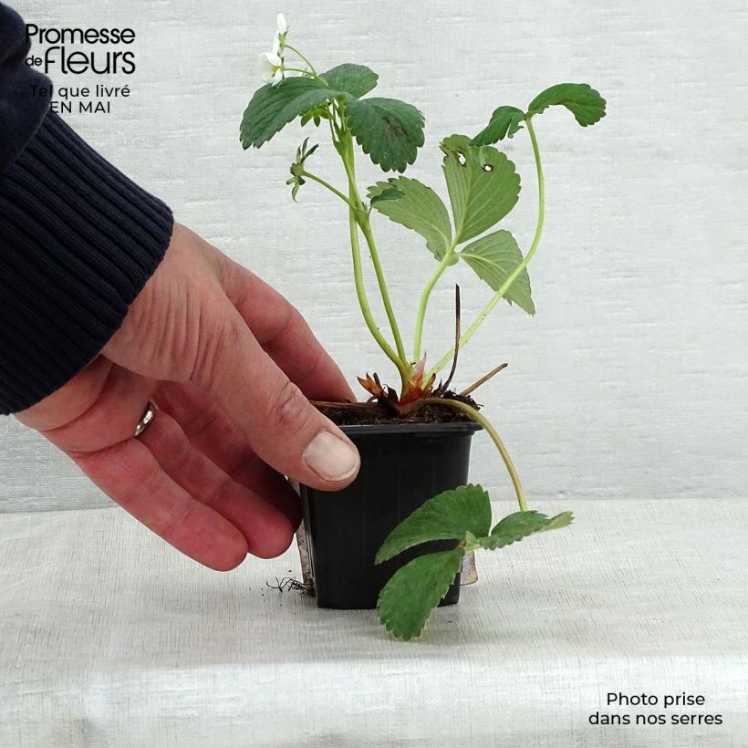 Fresa White Pineberry Maceta de 8/9 cm Ejemplar entregado en la primavera