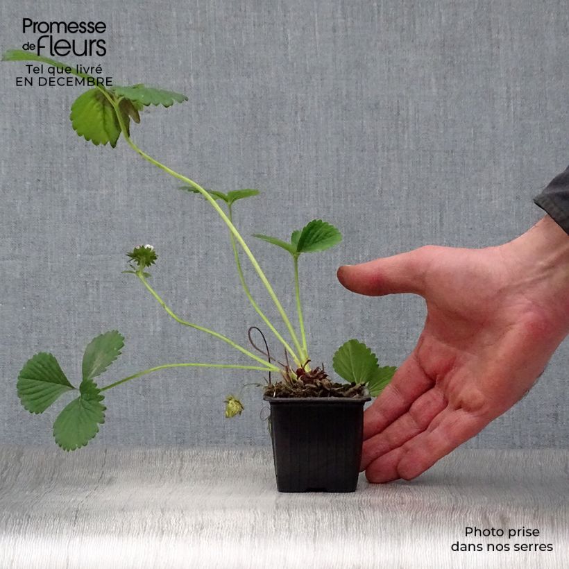 Fresa Maestro Maceta de 7/8 cm Ejemplar entregado en invierno