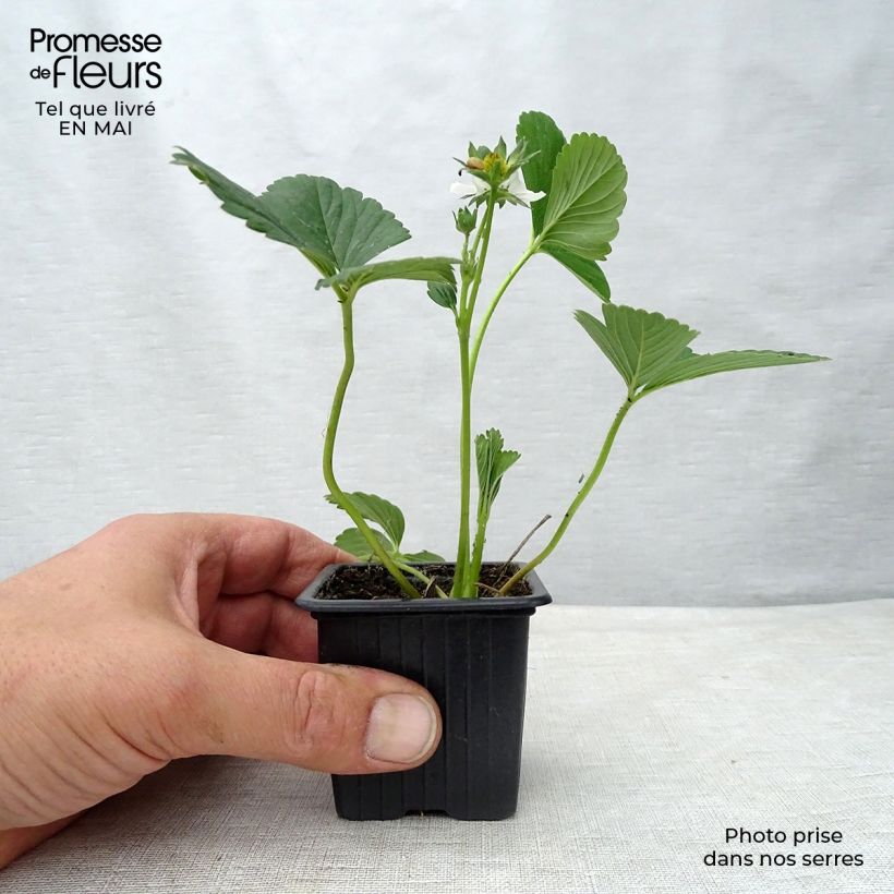 Fresa Maestro Maceta de 7/8 cm Ejemplar entregado en la primavera