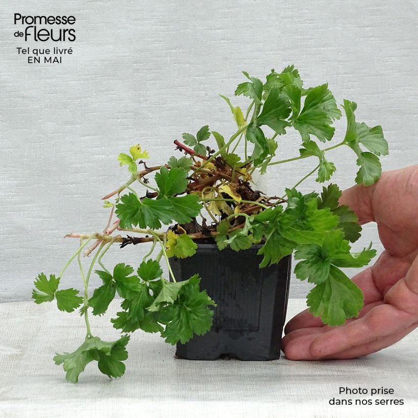 Waldsteinia ternata Maceta de 8/9 cm Ejemplar entregado en la primavera