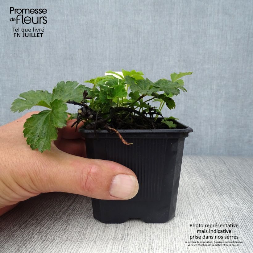 Ejemplar de Waldsteinia ternata Maceta de 8/9 cm entregado en verano