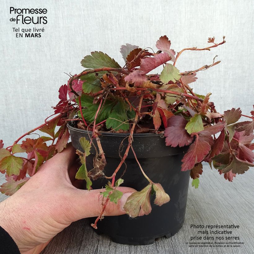 Waldsteinia ternata Maceta 2L/3L Ejemplar entregado en invierno