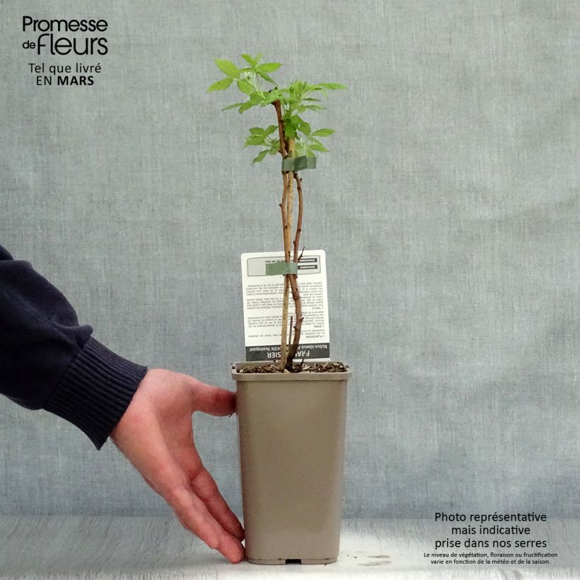 frambuesa Aroma Queen Maceta 1,5L/2L, Formación arbustiva Ejemplar entregado en la primavera