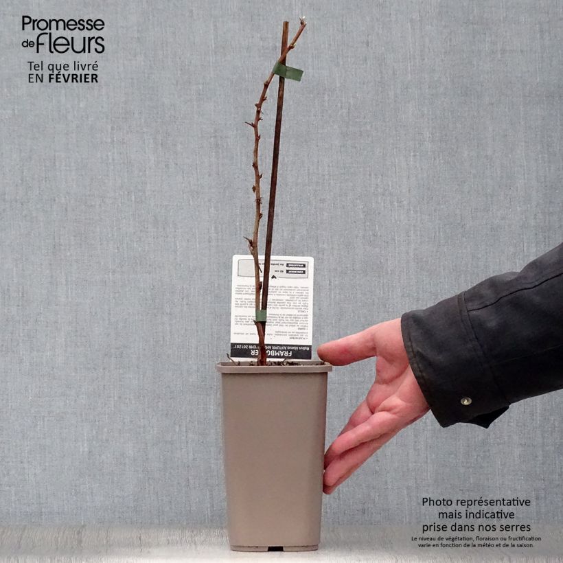 Frambuesa Autumn Amber Maceta 1,5L/2L, Formación arbustiva Ejemplar entregado en invierno