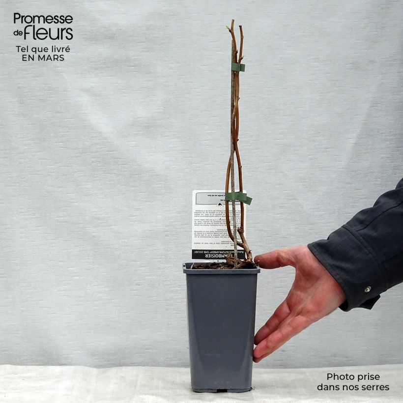 Frambuesa Autumn Amber Maceta 1,5L/2L, Formación arbustiva Ejemplar entregado en la primavera