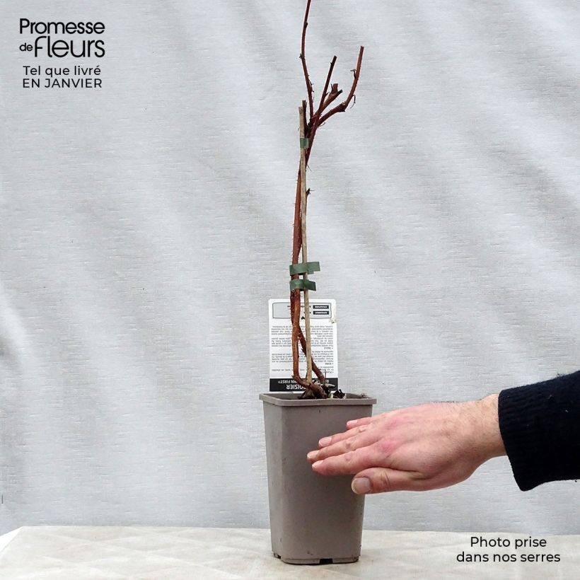 Frambuesa Autumn First Maceta 1,5L/2L, Formación arbustiva Ejemplar entregado en invierno