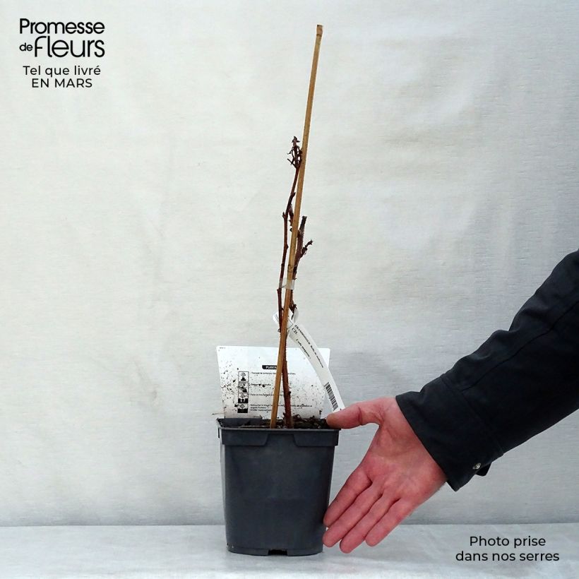 Frambuesa Belle de Malicorne Maceta 2L/3L, Formación arbustiva Ejemplar entregado en la primavera