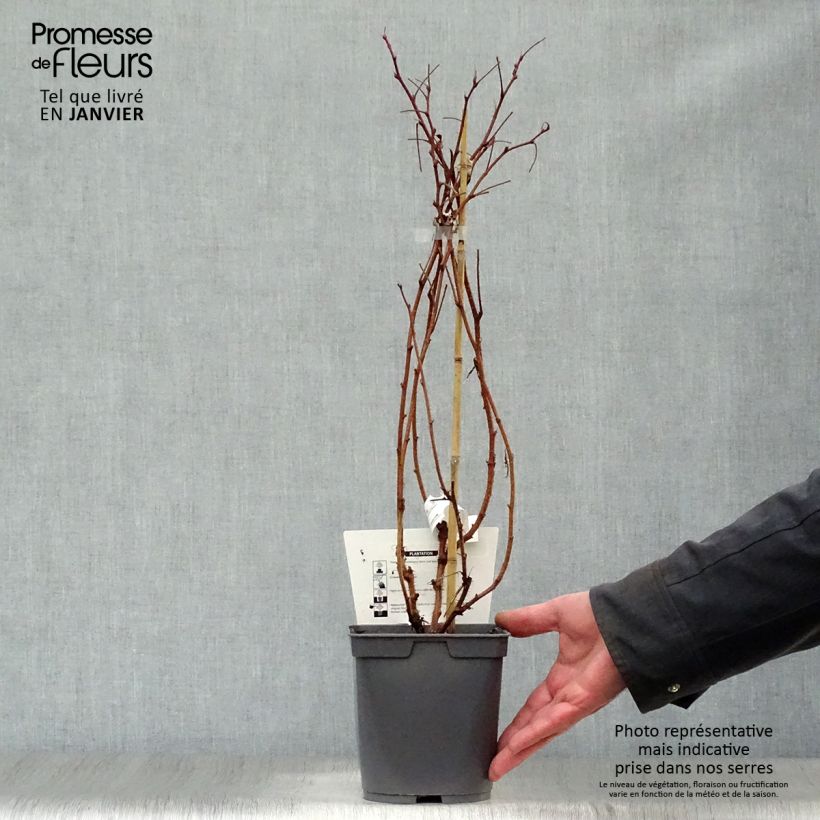 Frambuesa Belle de Malicorne Maceta 2L/3L, Formación arbustiva Ejemplar entregado en invierno