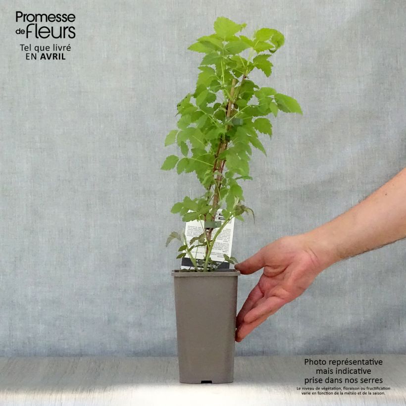 Frambuesa negra Black Jewel Maceta 1,5L/2L, Formación arbustiva Ejemplar entregado en la primavera