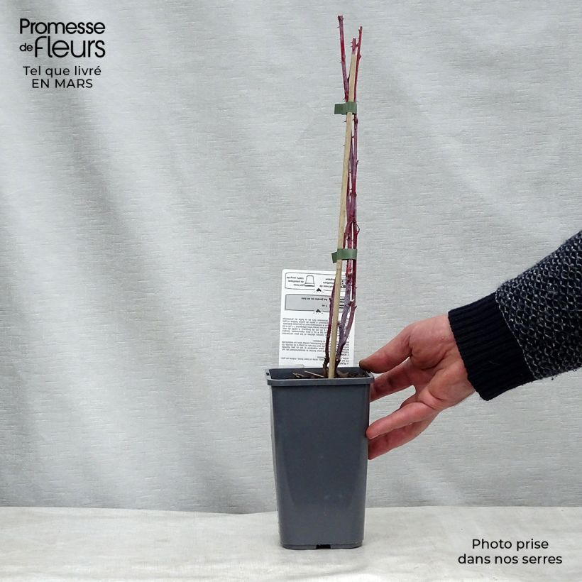 Frambuesa negra Black Jewel Bio Maceta 1,5L/2L, Formación arbustiva Ejemplar entregado en la primavera