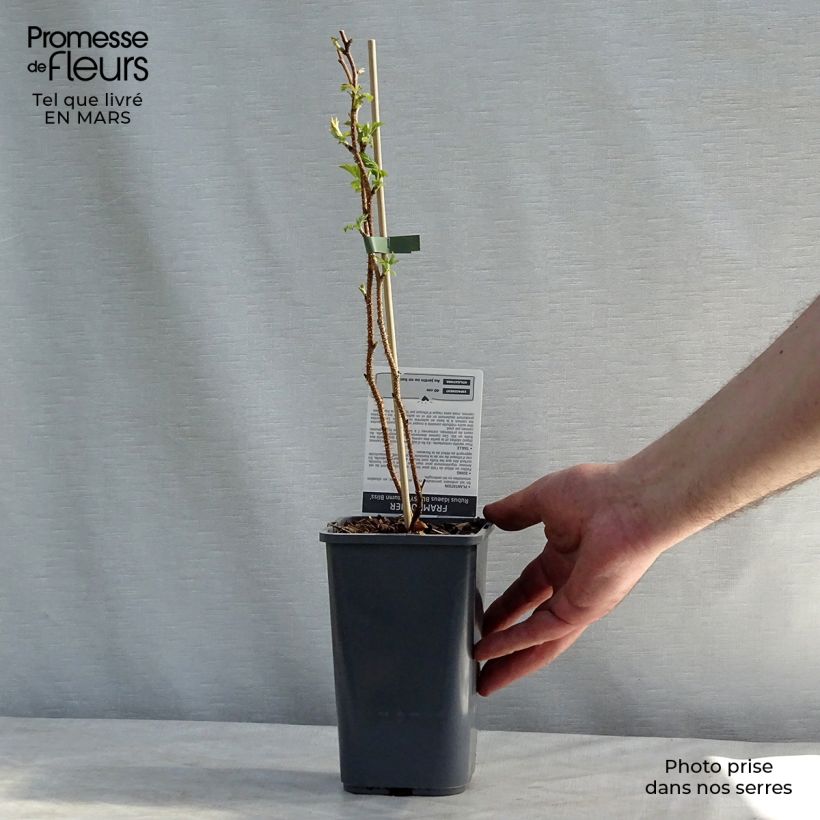 Frambuesa Blissy Maceta 1,5L/2L, Formación arbustiva Ejemplar entregado en invierno