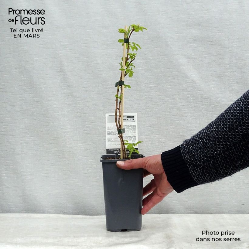 Frambuesa Blissy Bio Maceta 1,5L/2L, Formación arbustiva Ejemplar entregado en la primavera