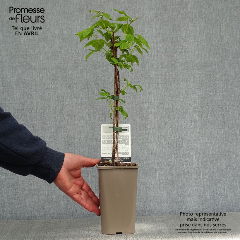 Frambuesa Blissy Maceta 1,5L/2L, Formación arbustiva Ejemplar entregado en la primavera