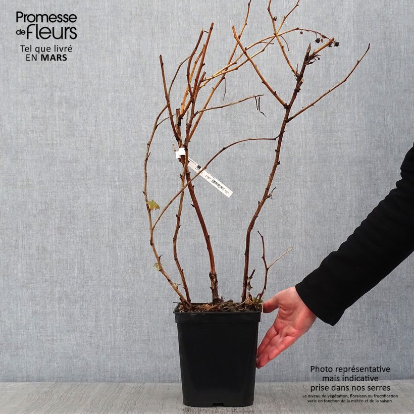 Frambuesa Blissy Maceta 3L/4L Ejemplar entregado en invierno