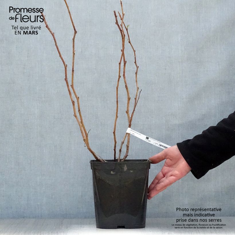 Frambuesa Blissy Maceta 3L/4L Ejemplar entregado en la primavera