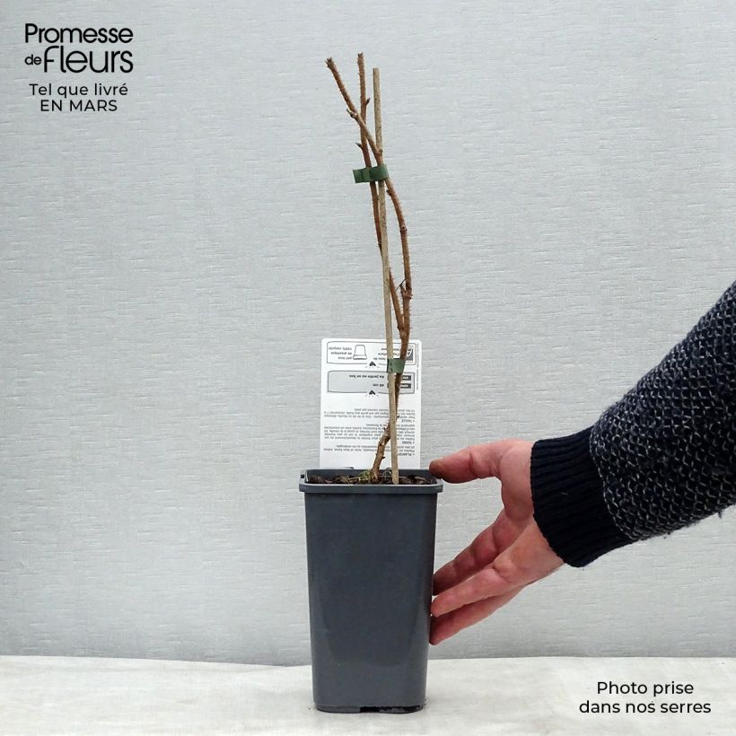 Frambuesa Délice de framboise Maceta 1,5L/2L, Formación arbustiva Ejemplar entregado en la primavera