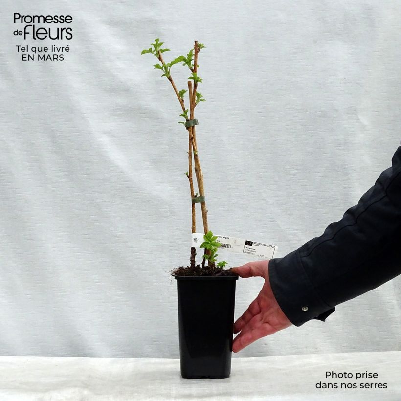 Frambueso amarillo Fall Gold Maceta 1,5L/2L Ejemplar entregado en la primavera