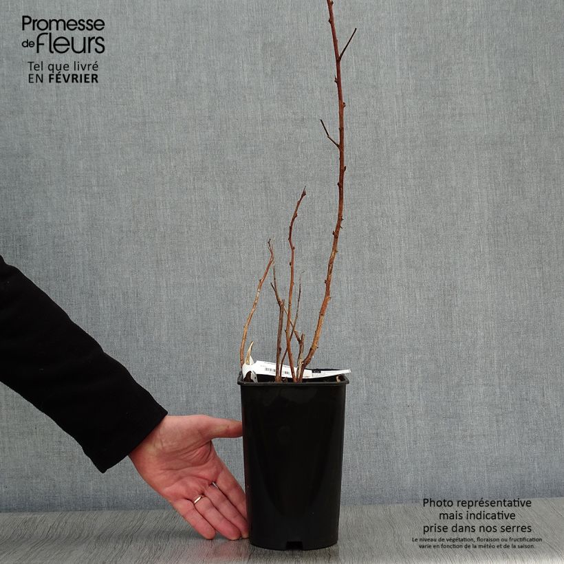 Frambueso amarillo Fall Gold Maceta 1,5L/2L Ejemplar entregado en invierno