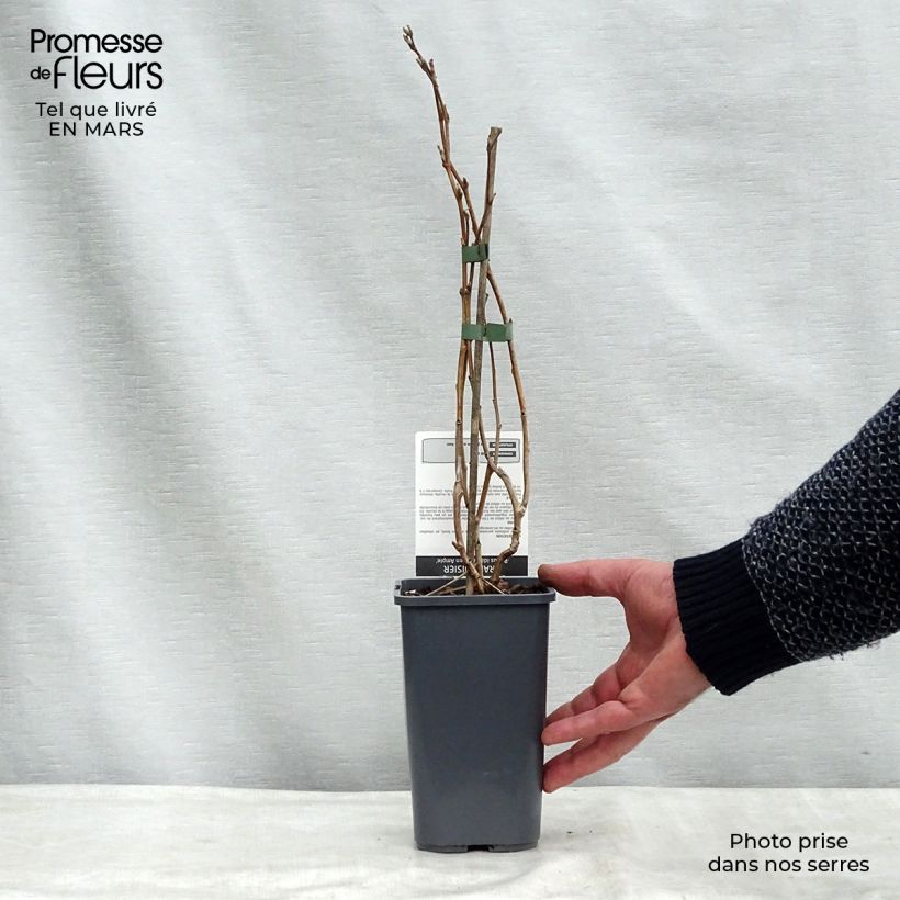 Frambuesa Glen Ample Bio Maceta 1L/1,5L, Formación arbustiva Ejemplar entregado en invierno