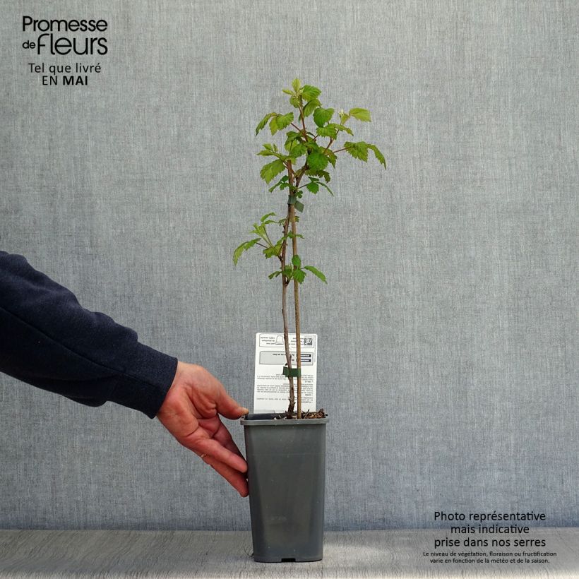 Frambuesa Glen Ample Bio Maceta 1L/1,5L, Formación arbustiva Ejemplar entregado en la primavera