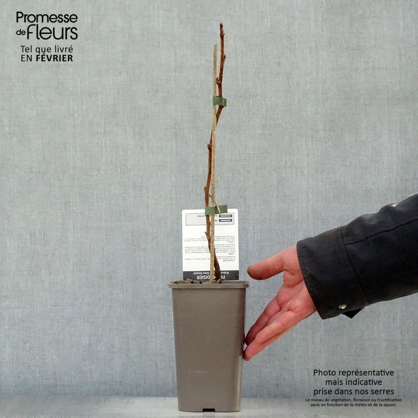 Frambuesa Glen Ample Maceta 1,5L/2L, Formación arbustiva Ejemplar entregado en invierno