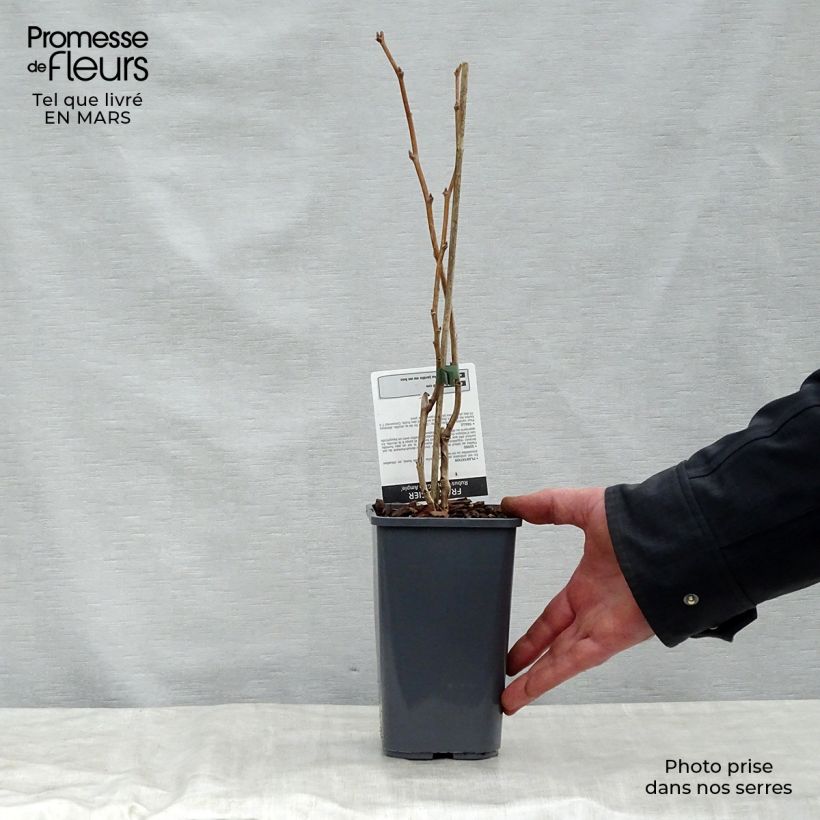 Frambuesa Glen Ample Maceta 1,5L/2L, Formación arbustiva Ejemplar entregado en la primavera