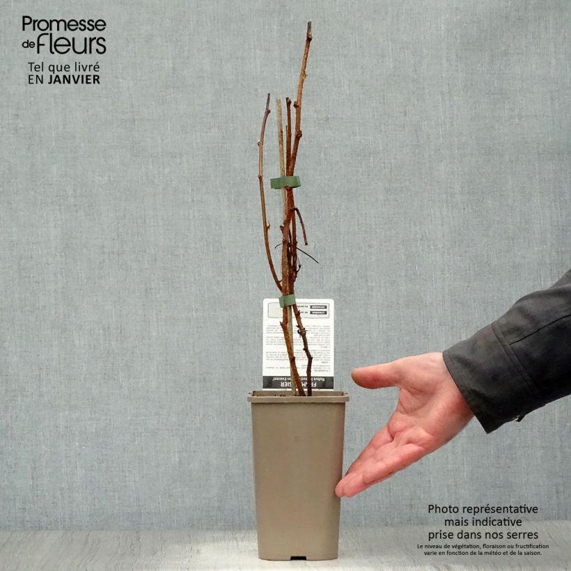 Frambuesa Golden Everest Maceta 1,5L/2L, Formación arbustiva Ejemplar entregado en invierno