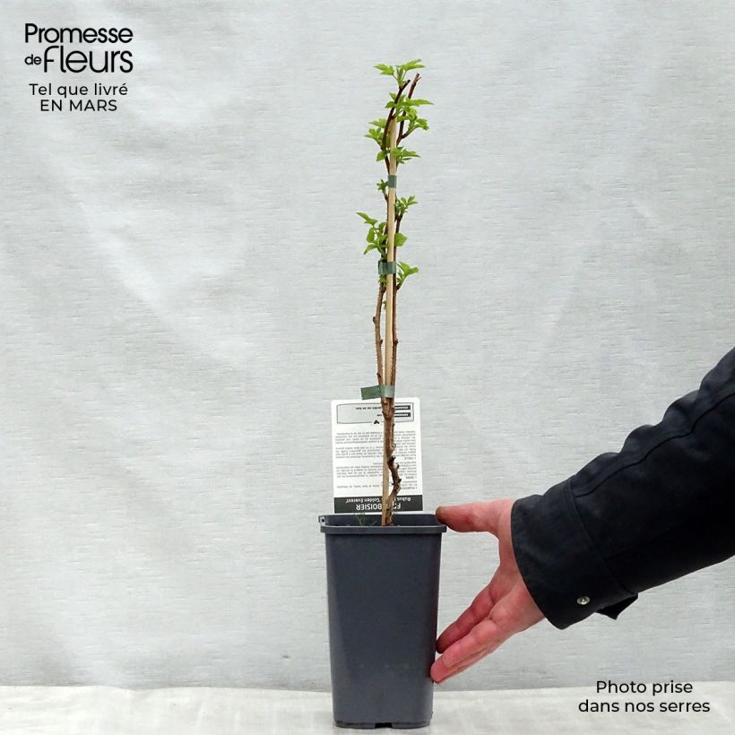Frambuesa Golden Everest Maceta 1,5L/2L, Formación arbustiva Ejemplar entregado en la primavera
