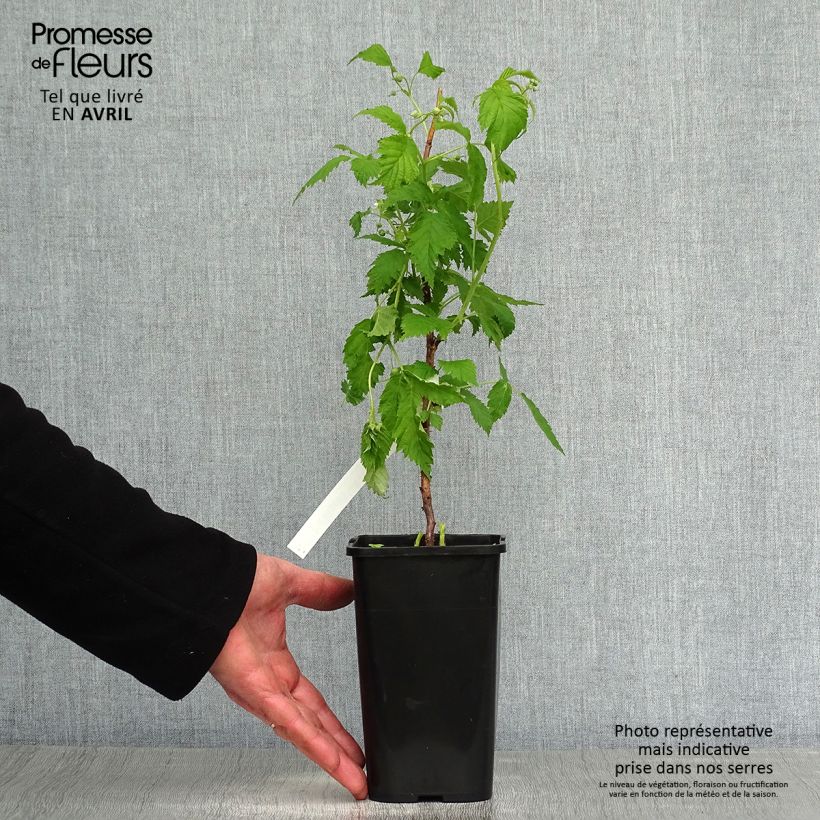 Frambuesa Lowberry Goodasgold Maceta 1,5L/2L, Formación arbustiva Ejemplar entregado en la primavera