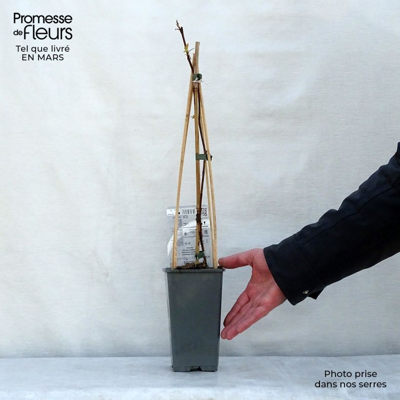 Frambuesa Groovy Maceta 2L/3L, Formación arbustiva Ejemplar entregado en la primavera