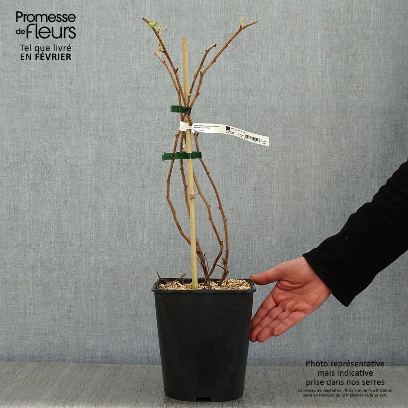 Frambuesa Groovy Maceta 2L/3L, Formación arbustiva Ejemplar entregado en invierno