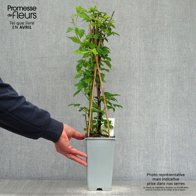 Frambuesa Heritage Maceta 1,5L/2L, Formación arbustiva Ejemplar entregado en la primavera