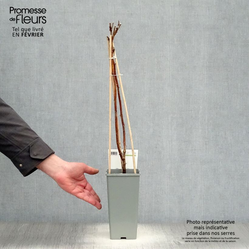 Frambuesa Heritage Maceta 1,5L/2L, Formación arbustiva Ejemplar entregado en invierno