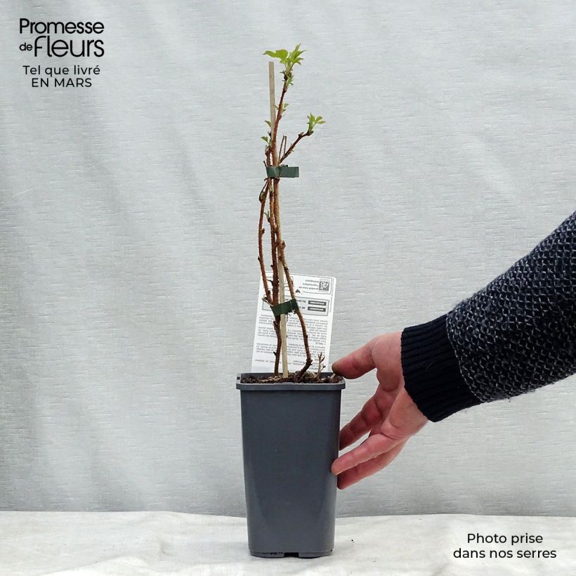 Frambuesa Heritage Bio Maceta 1,5L/2L, Formación arbustiva Ejemplar entregado en la primavera