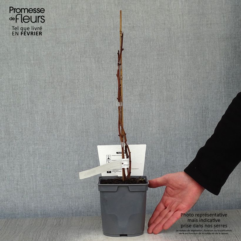 Frambuesa Magnific Delbard Maceta 2L/3L, Formación arbustiva Ejemplar entregado en invierno