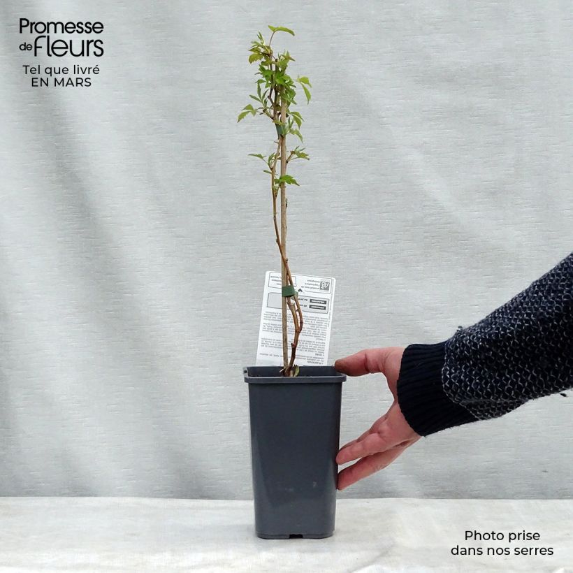 Frambuesa Autumn Happy Maceta 1,5L/2L, Formación arbustiva Ejemplar entregado en invierno