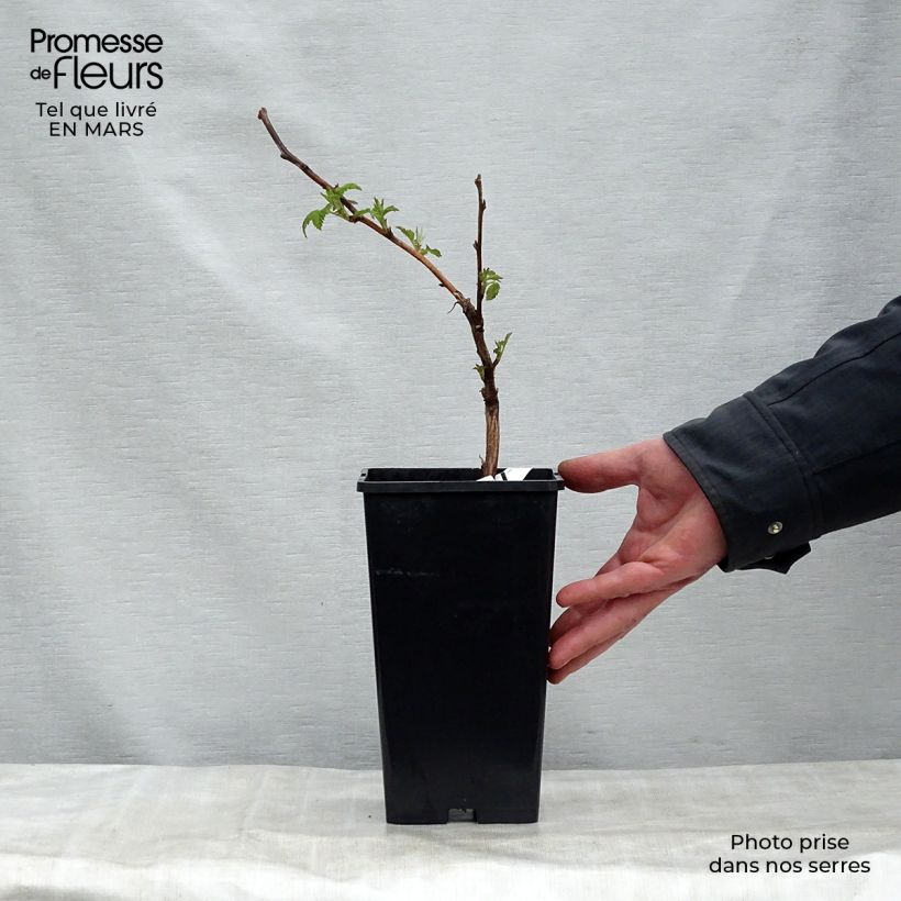 Frambuesa Malling promise Maceta 1,5L/2L Ejemplar entregado en la primavera