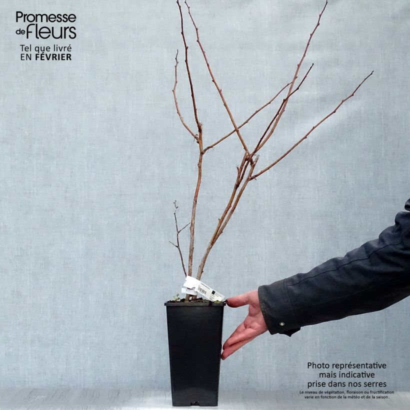 Frambuesa Malling promise Maceta 1,5L/2L Ejemplar entregado en invierno