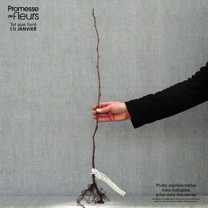 Frambuesa Malling promise Raíces desnudas, Formación arbustiva Ejemplar entregado en invierno