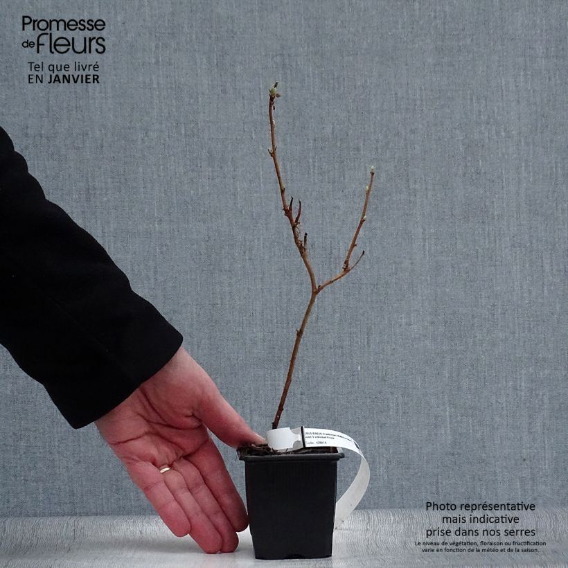 Frambuesa Malling promise Maceta de 8/9 cm Ejemplar entregado en invierno