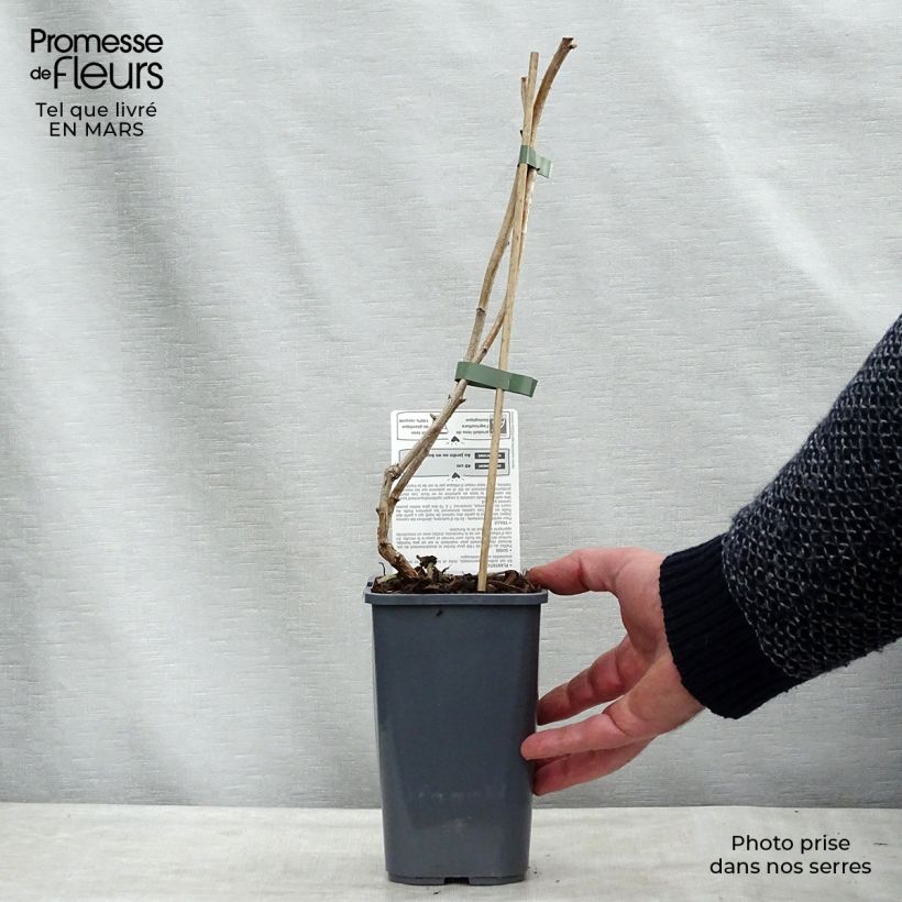 Frambuesa Marastar Bio Maceta 1,5L/2L, Formación arbustiva Ejemplar entregado en la primavera