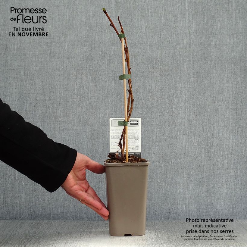 Ejemplar de Frambuesa Marastar Maceta 1,5L/2L, Formación arbustiva entregado en otoño