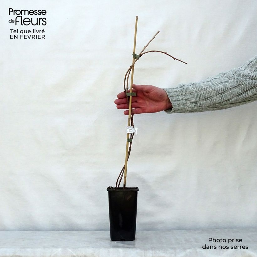 Frambuesa Meker Maceta 1,5L/2L Ejemplar entregado en invierno