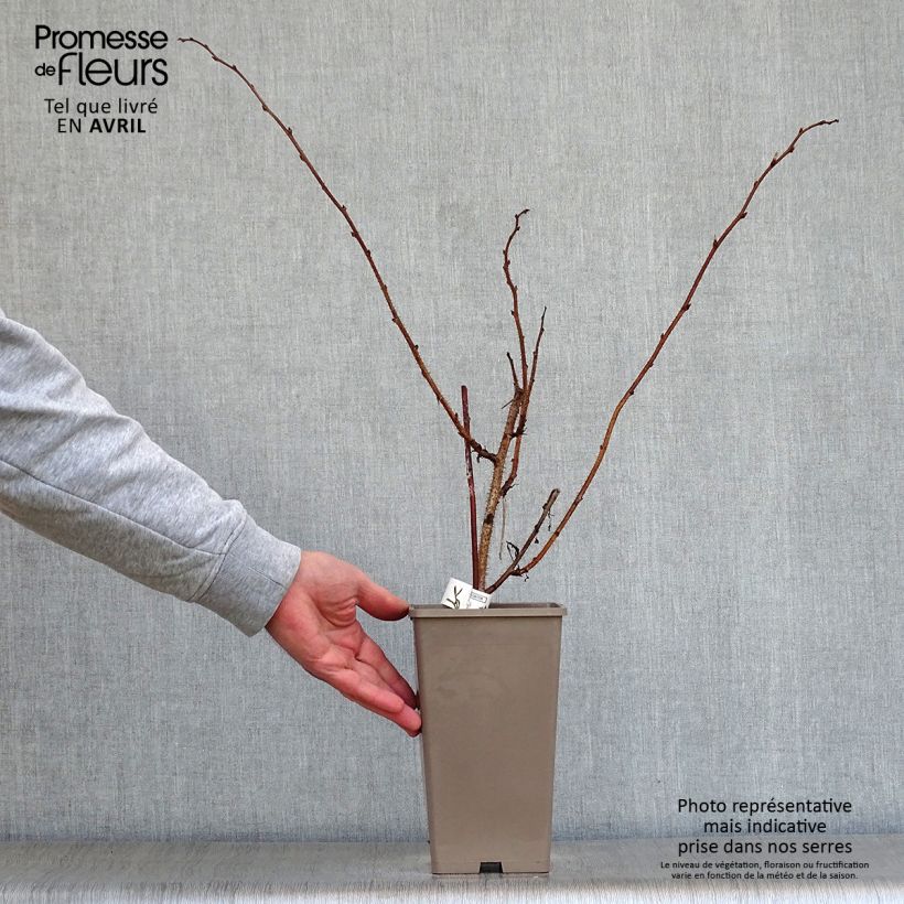 Frambuesa Meker Maceta 1,5L/2L Ejemplar entregado en la primavera