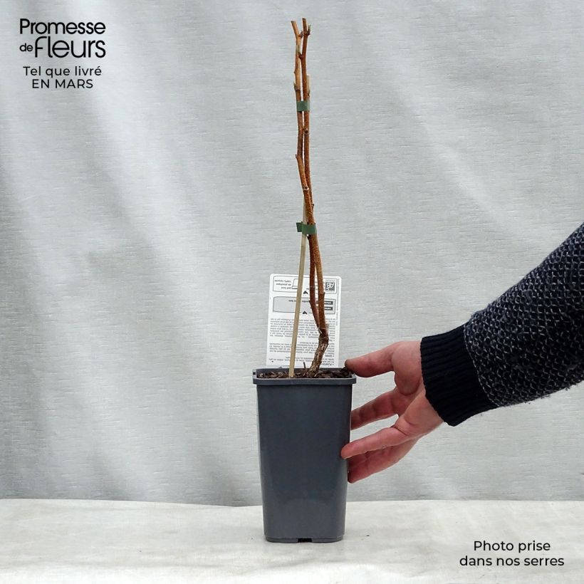 Frambuesa Paris Bio Maceta 1,5L/2L, Formación arbustiva Ejemplar entregado en invierno