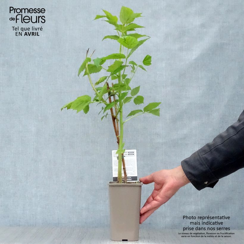 Frambuesa Paris Maceta 1L/1,5L, Formación arbustiva Ejemplar entregado en la primavera