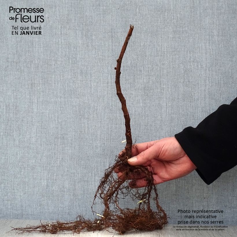 Frambuesa Paris Raíces desnudas, Formación arbustiva Ejemplar entregado en invierno