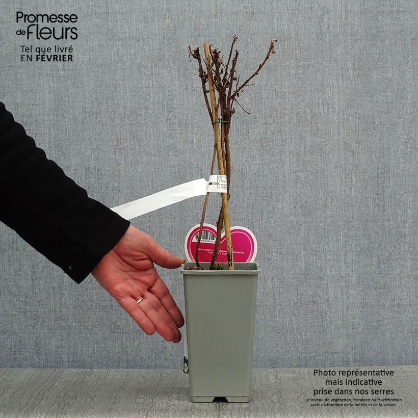 Frambuesa Schönemann Maceta 1,5L/2L, Formación arbustiva Ejemplar entregado en invierno